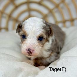 Tage - female Australian Mountain Doodle puppy in Sterling, Colorado from North 40 Doodles