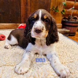 BB3 - Liver white and tan male English Springer Spaniel puppy in Britton, South Dakota from K&S Canines