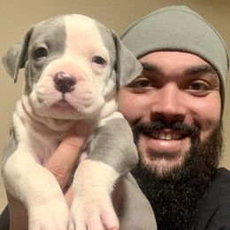 American Bullies from American PitBully