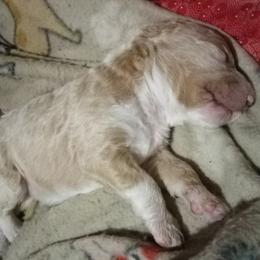 Tank - Brown and white male Aussiedoodle puppy in New Philadelphia, Ohio from Oldtown Doodles