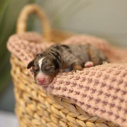Blue - female Australian Mountain Doodle puppy in Spanish Fork, Utah from Little Puppy Co.