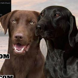 Labrador Retriever puppies from Shoreline Retrievers