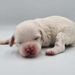 Lime Green Female - Red and white female Cockapoo puppy in Mocksville, North Carolina from Hunting Creek Farm & Kennel