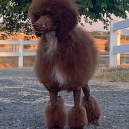Ember - Poodle