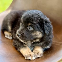 Green collar - Black tri male Miniature Australian Shepherd puppy in 32046, Florida from River Hill Ranch