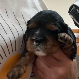 Boy4 - Black and tan male Cavalier King Charles Spaniel puppy in Woodruff, Wisconsin from Cutesy Cavaliers