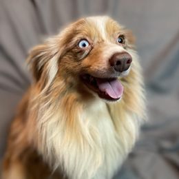 Anarchy - Toy Australian Shepherd