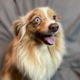 Anarchy - Toy Australian Shepherd