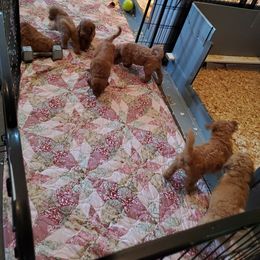 Goldendoodle Puppies from Denise Pound