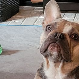 Cookie - French Bulldog