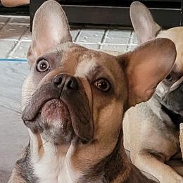Cookie - French Bulldog