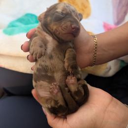 Boy 2 - Dapple male Dachshund puppy in Ormond Beach, Florida from Manpaw Puppies