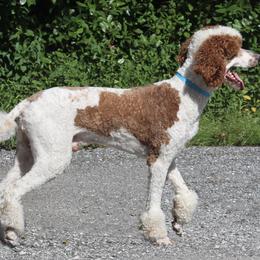 Golden Mountain Doodle puppies from Gold Diamond Pup