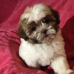 Shih Tzu Puppies from Adrianas Beautiful Shitzu’s
