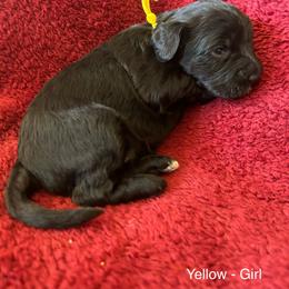 Girl 4 - Yellow Collar - Black and white female Cavapoo puppy in Tempe, Arizona from Springerdoodles Plus AZ