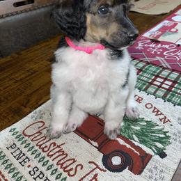 Pink Collar - Parti Poodle puppy in Bennett, Colorado from C & S Kennels Standard Poodles