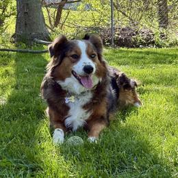 Australian Shepherd puppies from Sunshine Shepherds