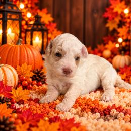 Daisey - White female Cavapoo puppy in Myrtle Beach, South Carolina from Colorful-K9'S