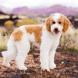 Olive - Goldendoodle
