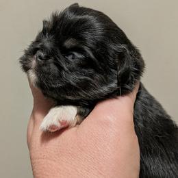 Boy 1 - Black and tan male Pekingese puppy in Crown City, Ohio from Amy’s Lil Pekingese