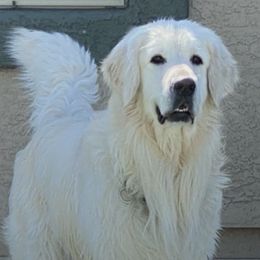 Golden Retrievers from Shari Baldwin