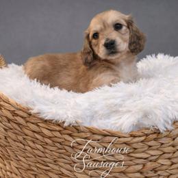 Shaded Cream Male - Pet Only - Limited AKC - Cream male Dachshund puppy in Nashville, Tennessee from Farmhouse Sausages - Located in TN delivers all over US including California