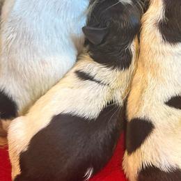 Bindi - Liver female Miniature Schnauzer puppy in Scottsboro, Alabama from EsKay Mini Schnauzers