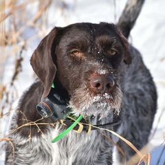 German Wirehaired Pointers from Straight to the Point Kennels