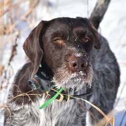 German Wirehaired Pointers from Straight to the Point Kennels