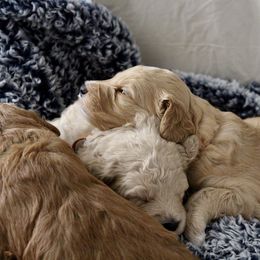 Bernedoodle, Goldendoodle, and Poodle Puppies from Raintree Standard Poodles & Mini Doodles