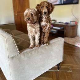 Cavapoo Puppies from Woodland poodles and Cavapoos