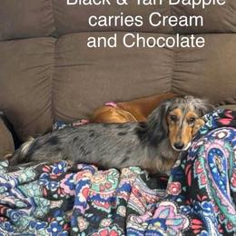 Maggie - Dachshund