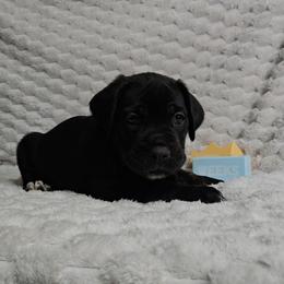 Blue collar - Black male Cane Corso puppy in Fritch, Texas from Carrie Brown's Cane Corsos