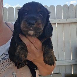 TAC - Black and tan male Dachshund puppy in El Paso, Texas from Mells Weenies