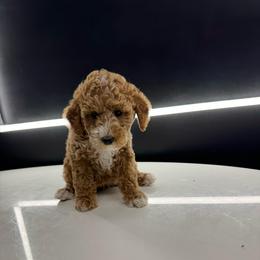 Plum - Apricot female Goldendoodle puppy in Gainesville, Florida from Pet Inn Xxweetdoodles