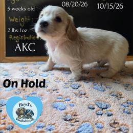 Atlas - Cream male Dachshund puppy in Hoquiam, Washington from Heyd's Mini Dachshunds