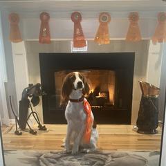 Irish Red and White Setter All Grown Up from Renegade Red & White Setters