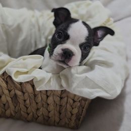 Haku - Black and white male Boston Terrier puppy in Clinton Township, Michigan from Greenberg's Boston Terriers & Bullies of Metro Detroit