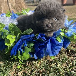 Ash - Blue parti male Pomeranian puppy in Grand Junction, Colorado from Royal Paws Of Colorado