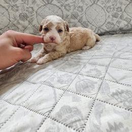 Pekingese, Poodle, and Shih Tzu Puppies from Happy puppies