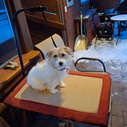 Boardman Valley Sissy - White and tan female Russell Terrier puppy in Traverse City, Michigan from Boardman valley kennels