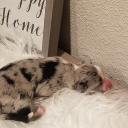 Girl 1 - Miniature Australian Shepherd puppy in Roseville, California from Golden State Mini Aussies