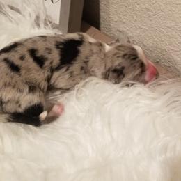 Girl 1 - Miniature Australian Shepherd puppy in Roseville, California from Golden State Mini Aussies