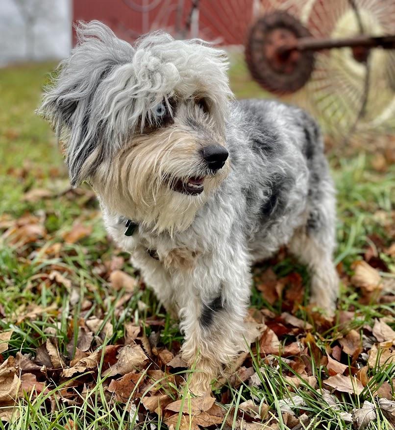 Hazel