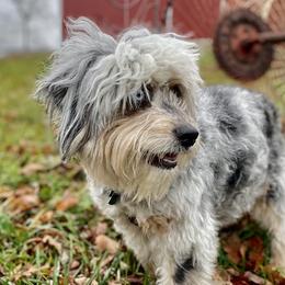 Hazel - Aussiedoodle
