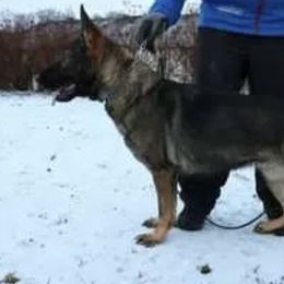 Enny - German Shepherd