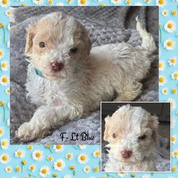 G1- Lt Blue - Parti female Goldendoodle puppy in Ankeny, Iowa from Iowadoodles2love