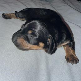 Girl 1 - Black and tan female Dachshund puppy in Pierson, Florida from Michelle’s Mini Dachshunds