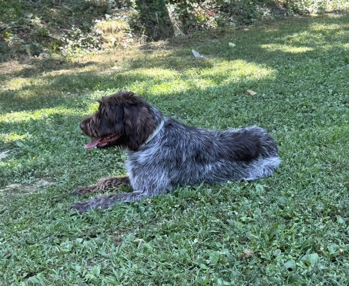 County Line Pointers in Illinois | German Shorthaired Pointer and ...