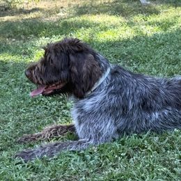 German Shorthaired Pointers and Wirehaired Pointing Griffons from County Line Pointers